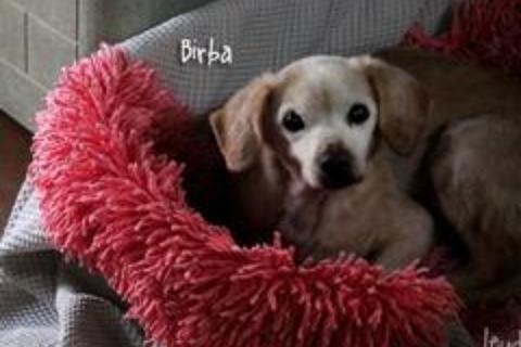 Birba